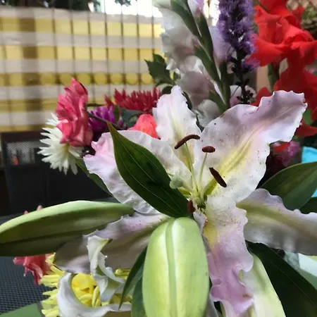 Otel White Rose Guest 2*